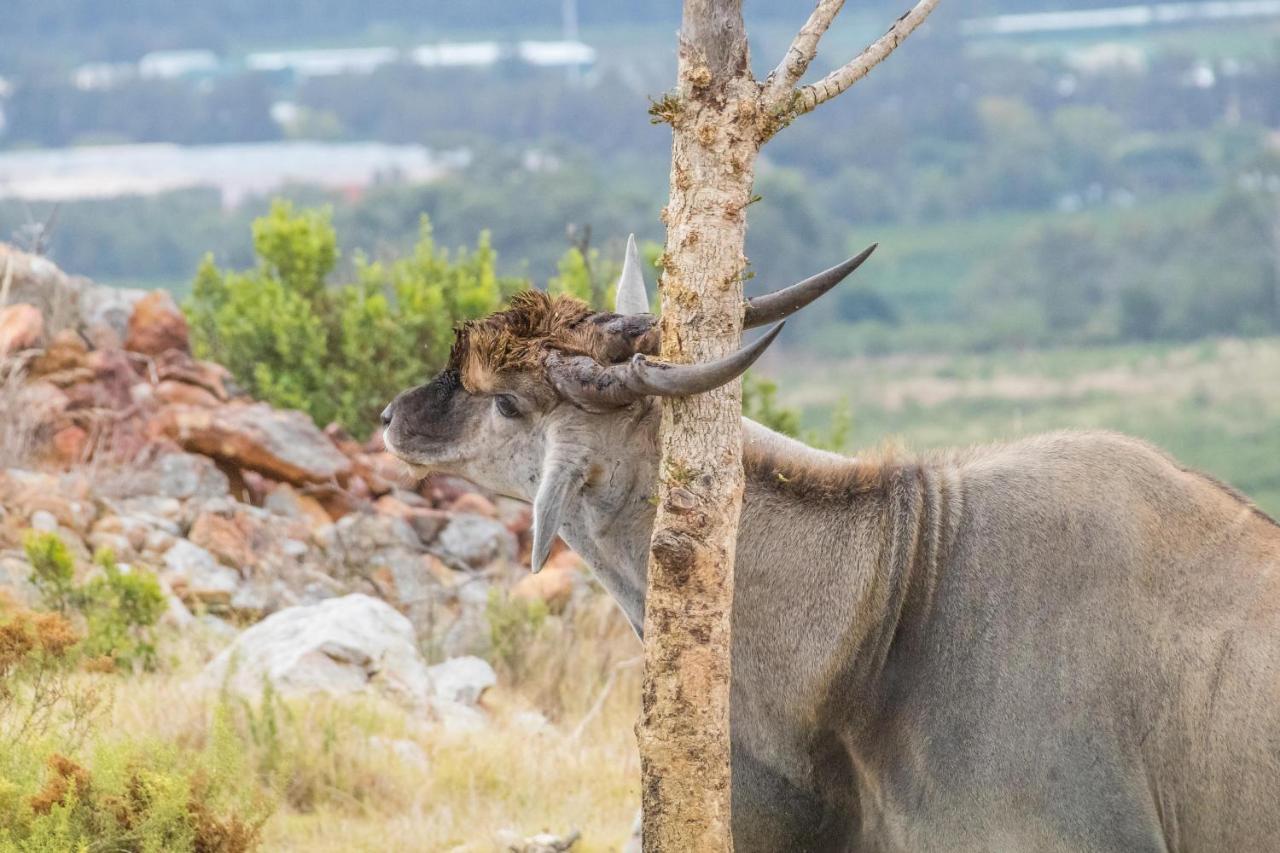 Kwetu Guest Farm Swellendam